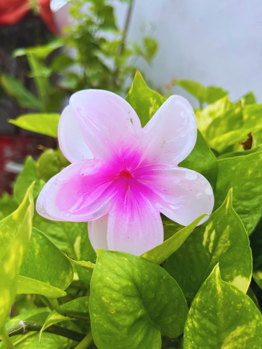 Flower Hair Claw Clips – Pack of 4 | Cute & Colorful Daily Hair Accessories